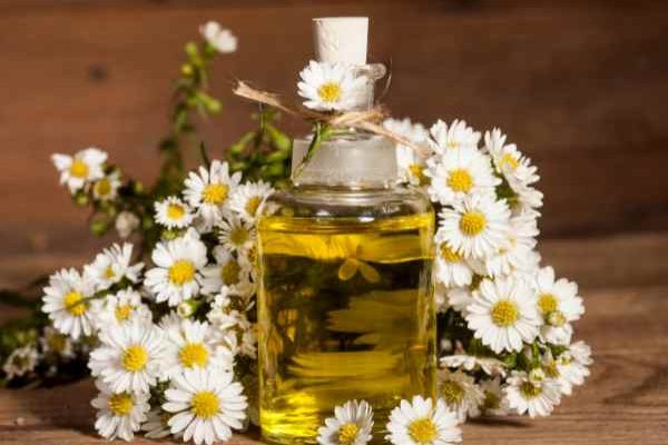 Cómo hacer aceite de camomilla: nuestro tutorial