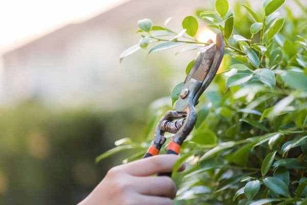 Jardinería para principiantes: ¿cómo podar tus arbustos sin equivocarte?