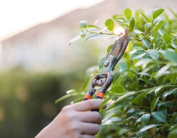 Jardinería para principiantes: ¿cómo podar tus arbustos sin equivocarte?
