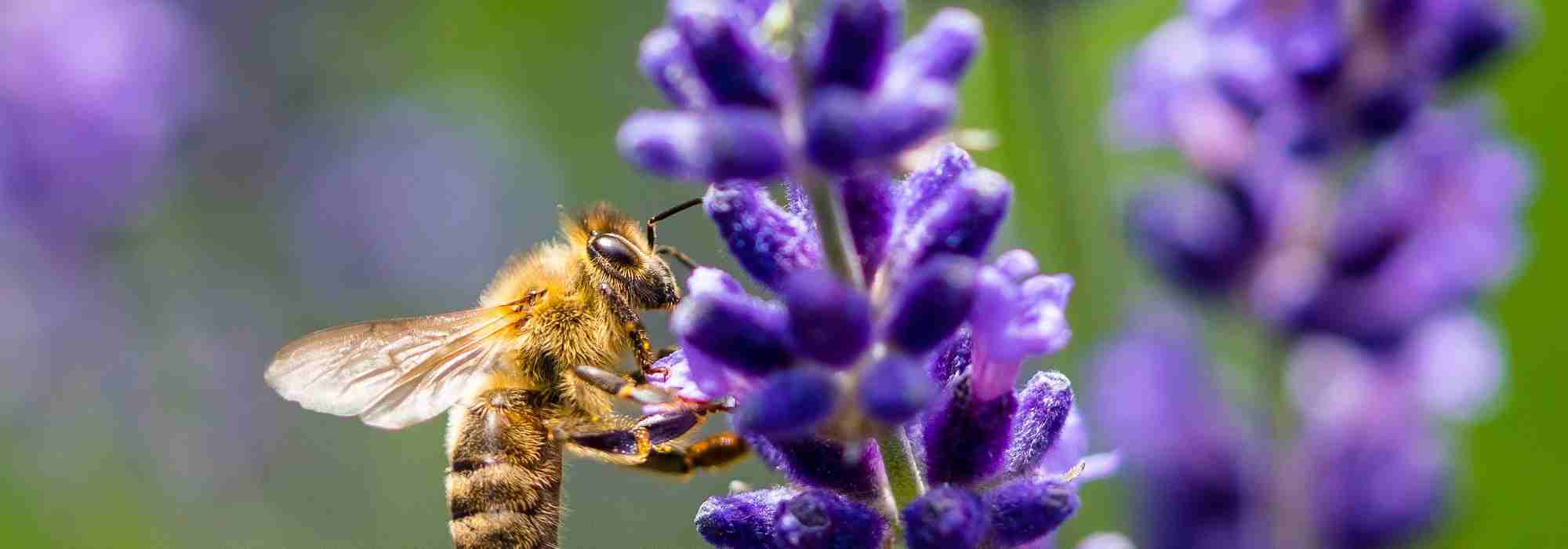 Plantas melíferas y plantas nectaríferas: ¿cuáles son las diferencias?