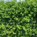 ¿Cómo acelerar el crecimiento natural de un seto?