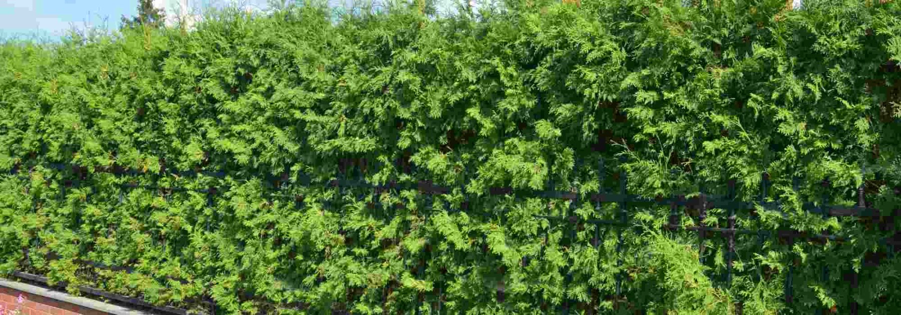 ¿Cómo acelerar el crecimiento natural de un seto?