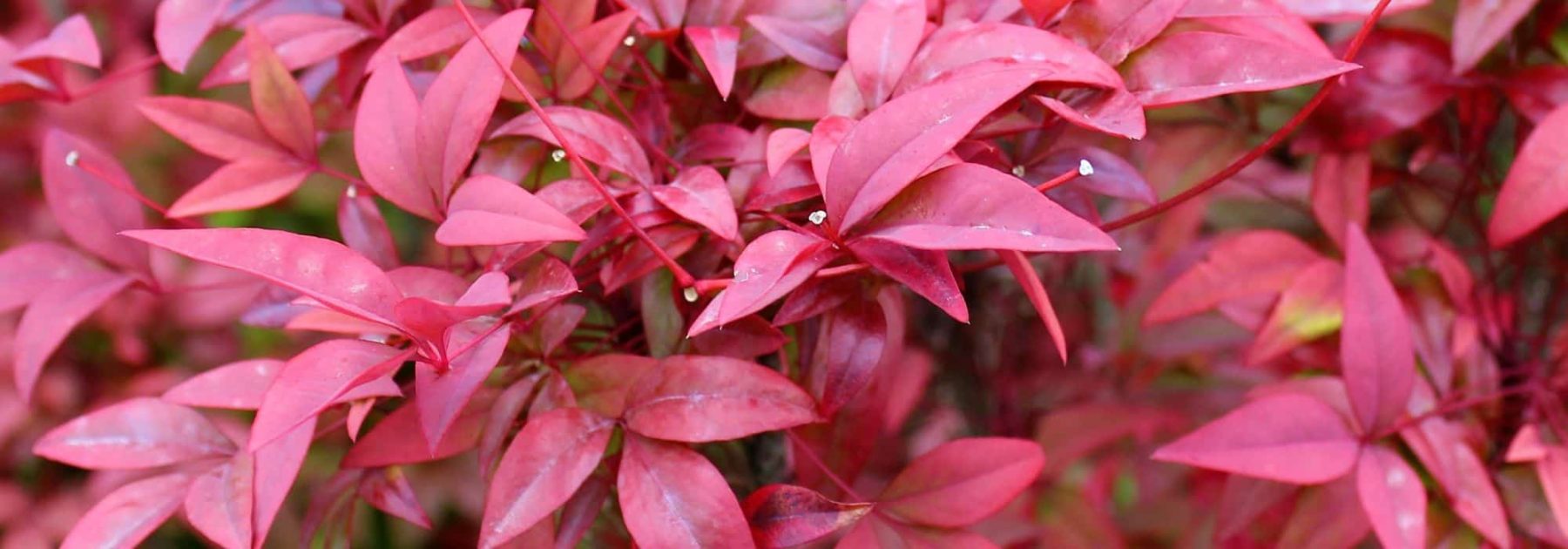 Cultivar un Nandina en macetas: todos nuestros consejos