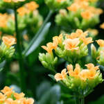 Kalanchoe: cultivo y cuidados