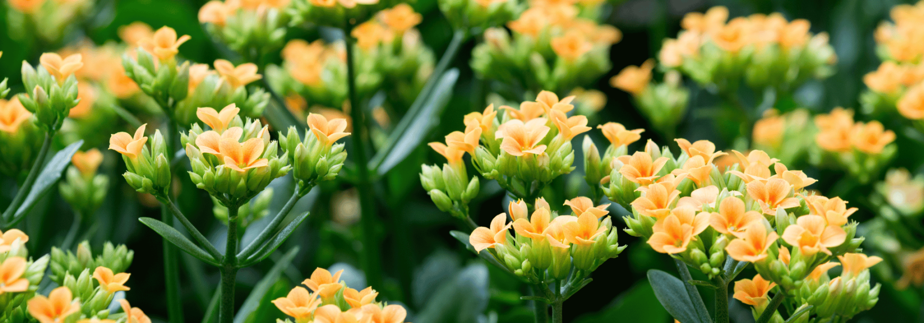 Kalanchoe: cultivo y cuidados
