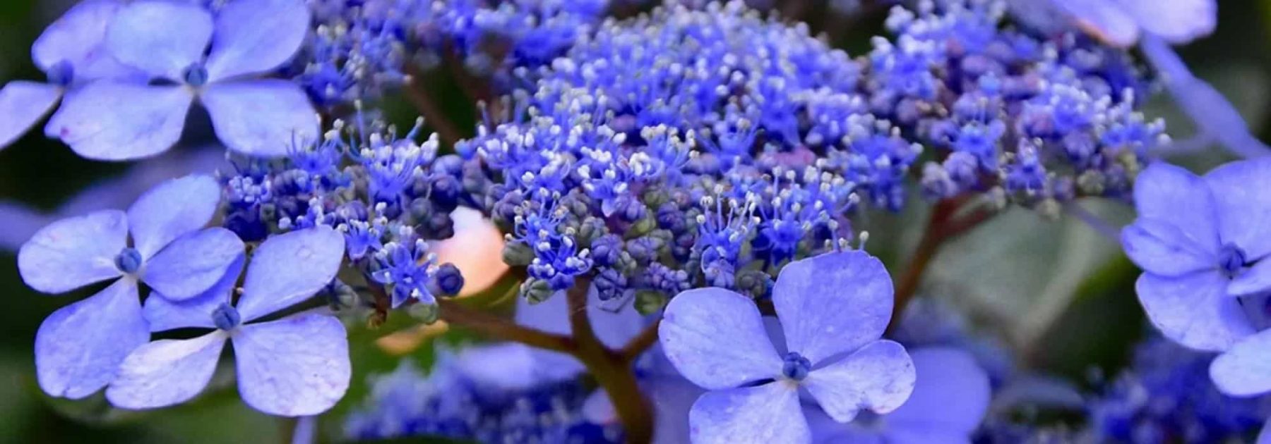 Hortensia azul: nuestros consejos para obtener flores de un azul intenso