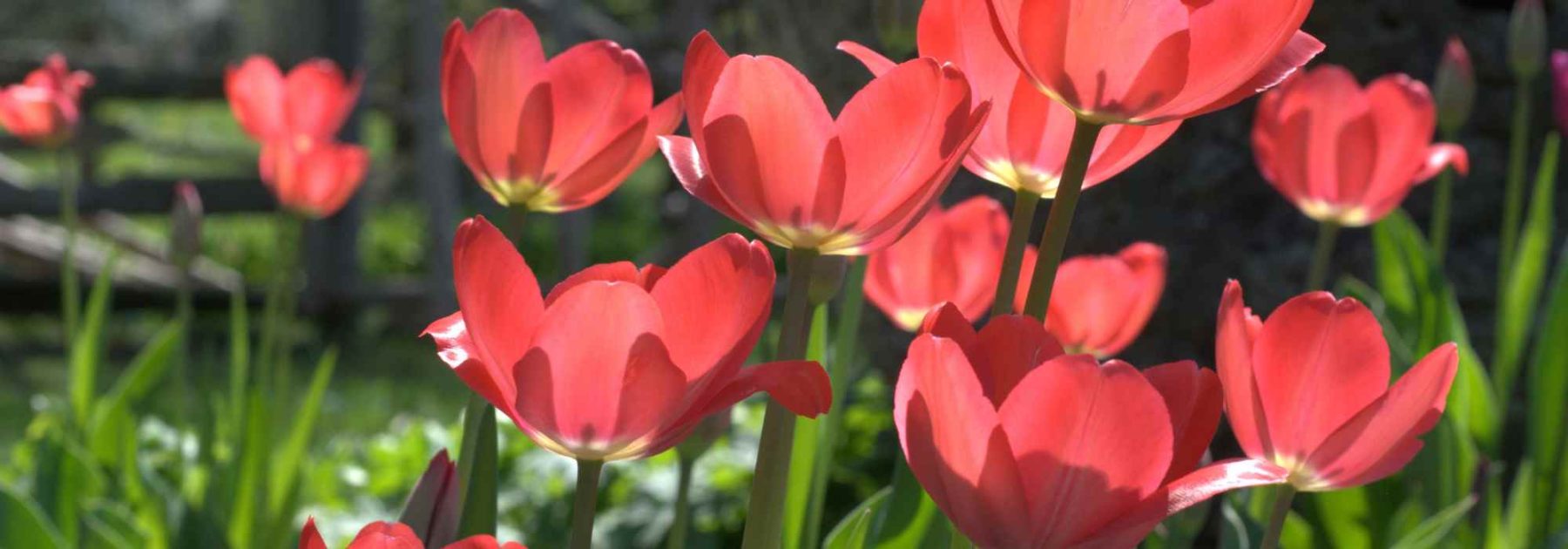 Las enfermedades y parásitos de los tulipanes