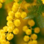 Mimosa perfumado: las variedades más bellas para un jardín florido y aromático