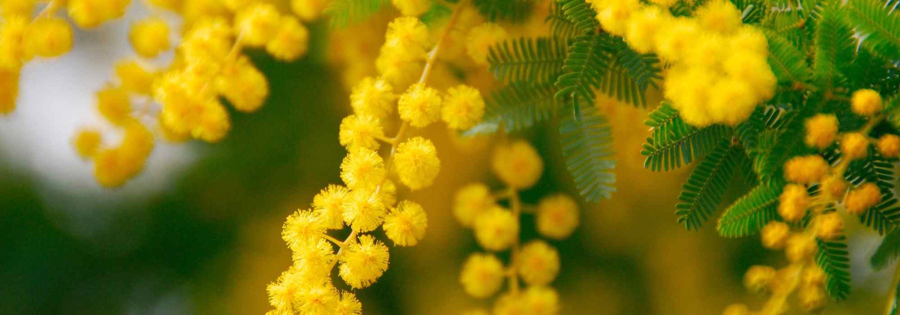 Mimosa perfumado: las variedades más bellas para un jardín florido y aromático