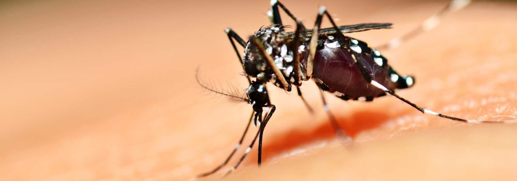 El mosquito tigre en el jardín: ¿cómo deshacerse de él?