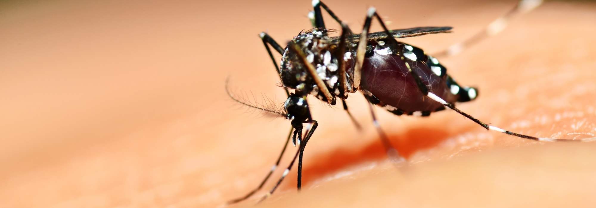 El mosquito tigre en el jardín: ¿cómo deshacerse de él?