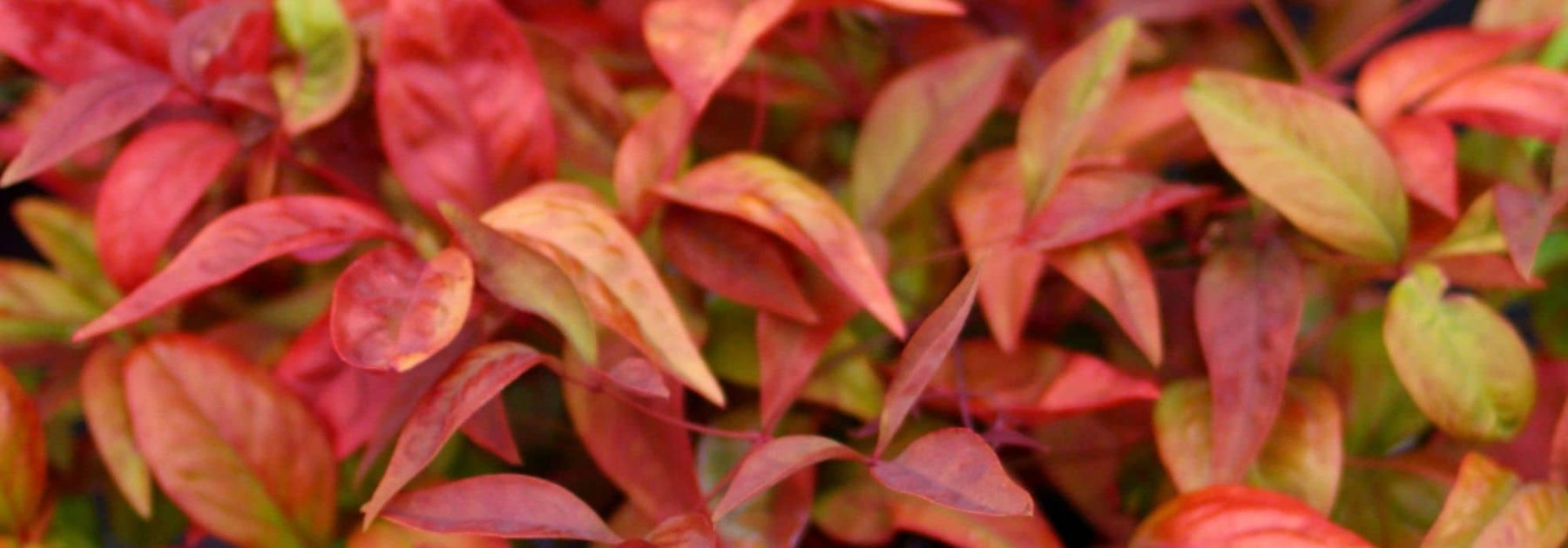 Bambú sagrado: los Nandina más bellos para cultivar en macetas