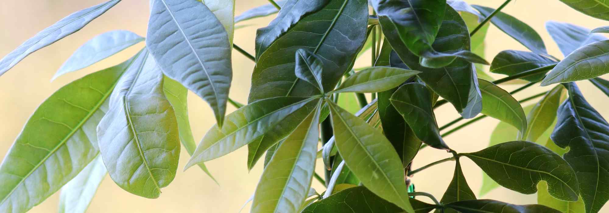 Pachira: plantación, cultivo y cuidados