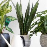 Las principales enfermedades y parásitos de las plantas de interior