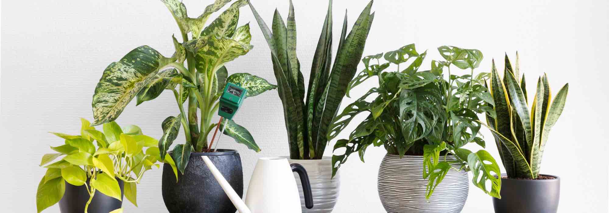 Las principales enfermedades y parásitos de las plantas de interior