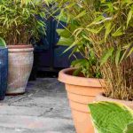 ¿Qué plantas elegir para diseñar un patio interior?