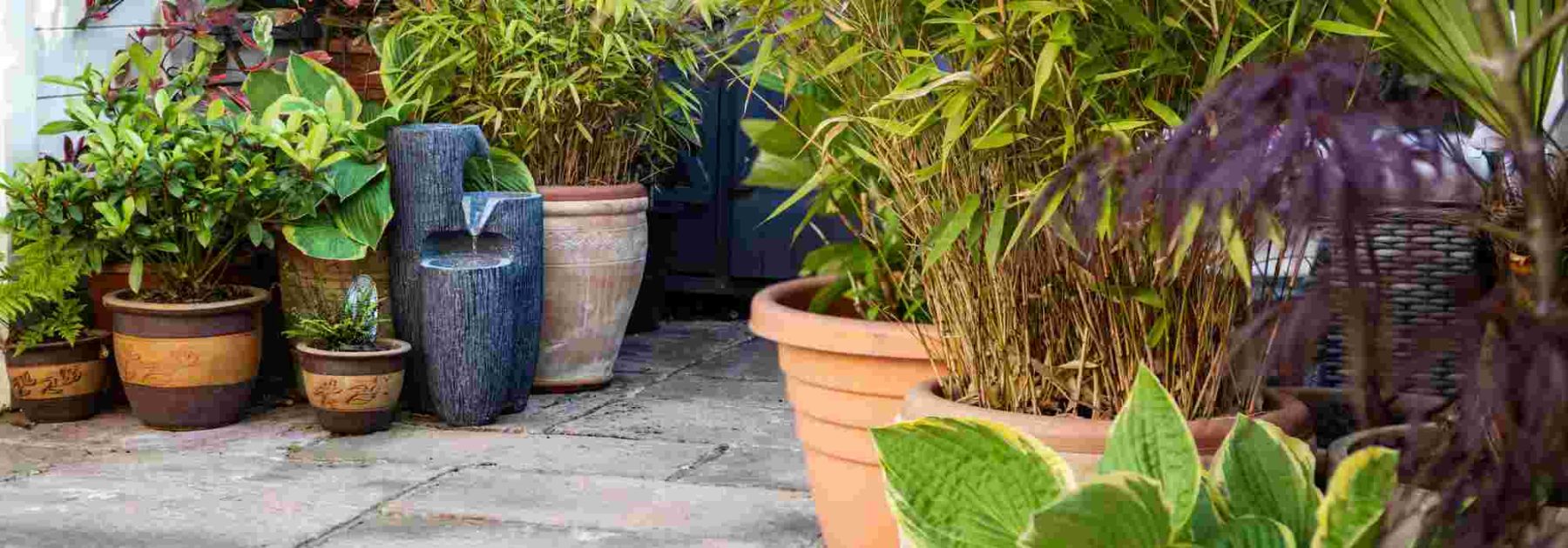 ¿Qué plantas elegir para diseñar un patio interior?