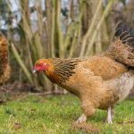 Adopta remedios naturales para gallinas saludables