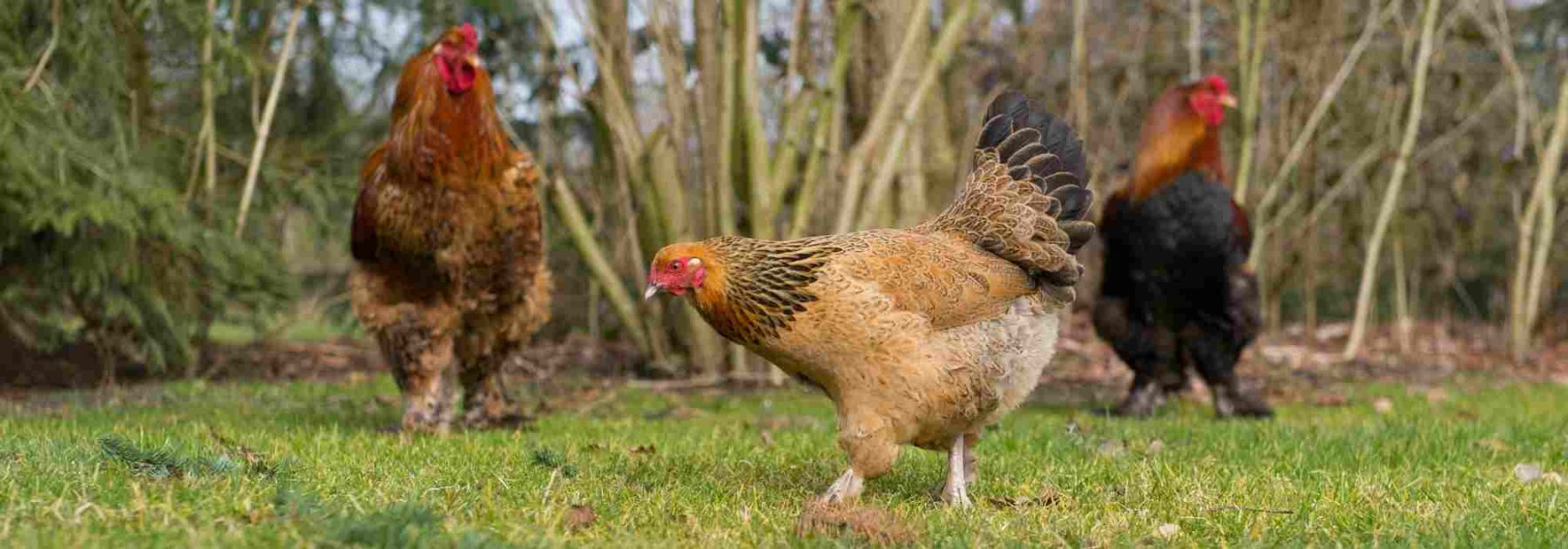 Adopta remedios naturales para gallinas saludables
