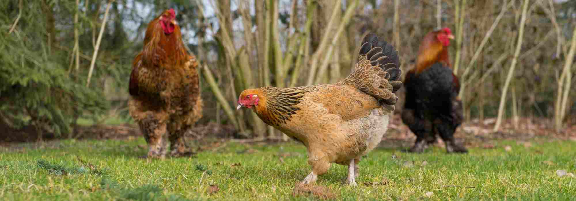 Adopta remedios naturales para gallinas saludables