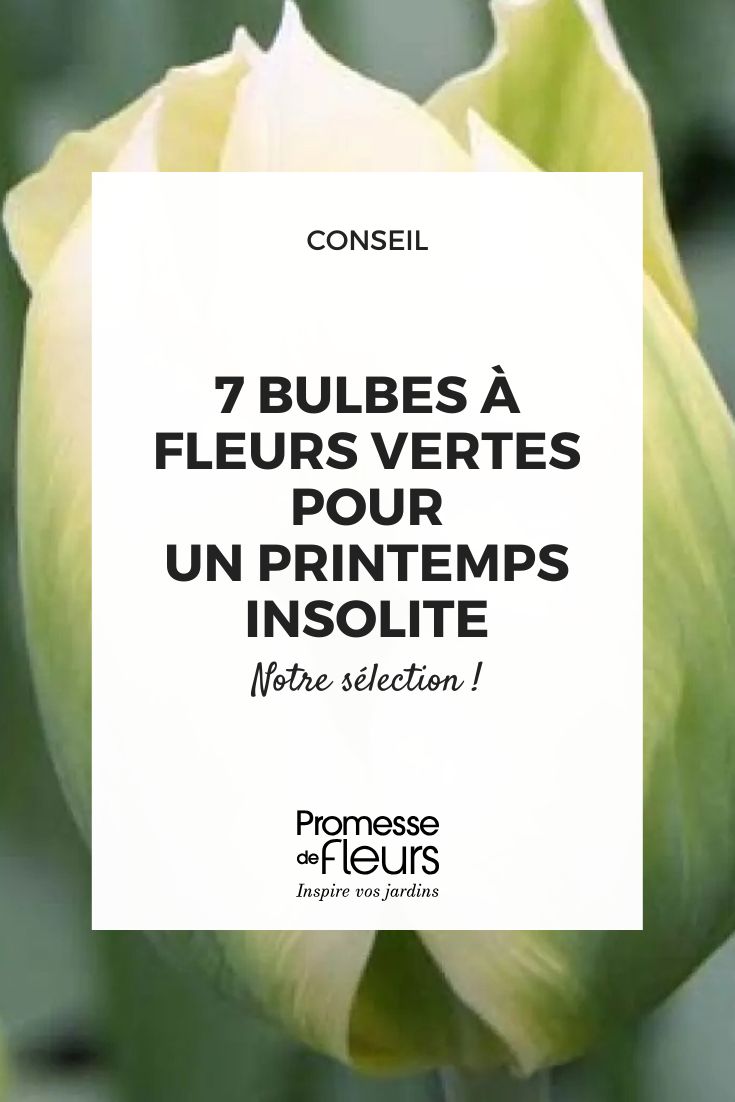 7 bulbos de flores verdes para una primavera insólita y elegante (1) tulipán Spring Green
