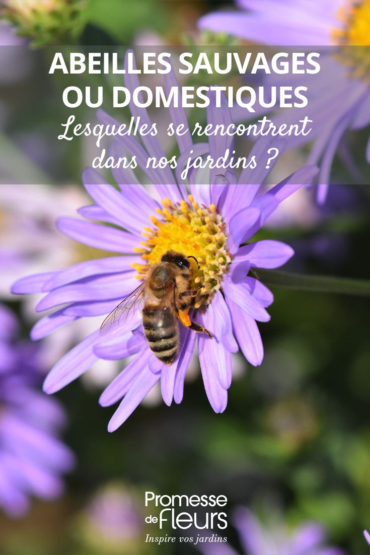 Abejas silvestres o domésticas: ¿qué especies encontramos en nuestros jardines? abeja que liba una flor