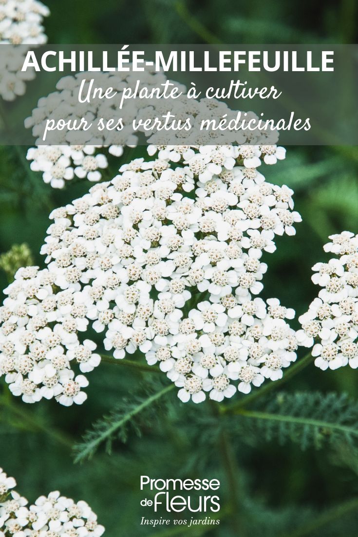 Aquilea milenrama, una planta para cultivar por sus propiedades medicinales flores blancas de Achillea millefolium