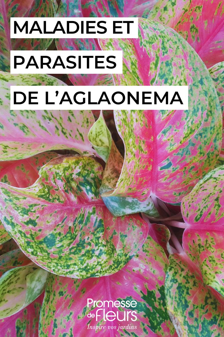 Aglaonema: enfermedades, parásitos y problemas comunes cuidar el AGLAONEMA