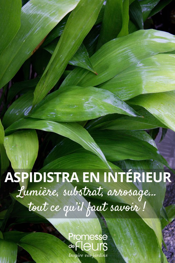Aspidistra en interior: cuidados a lo largo de las estaciones nuestros consejos para cultivar la aspidistra