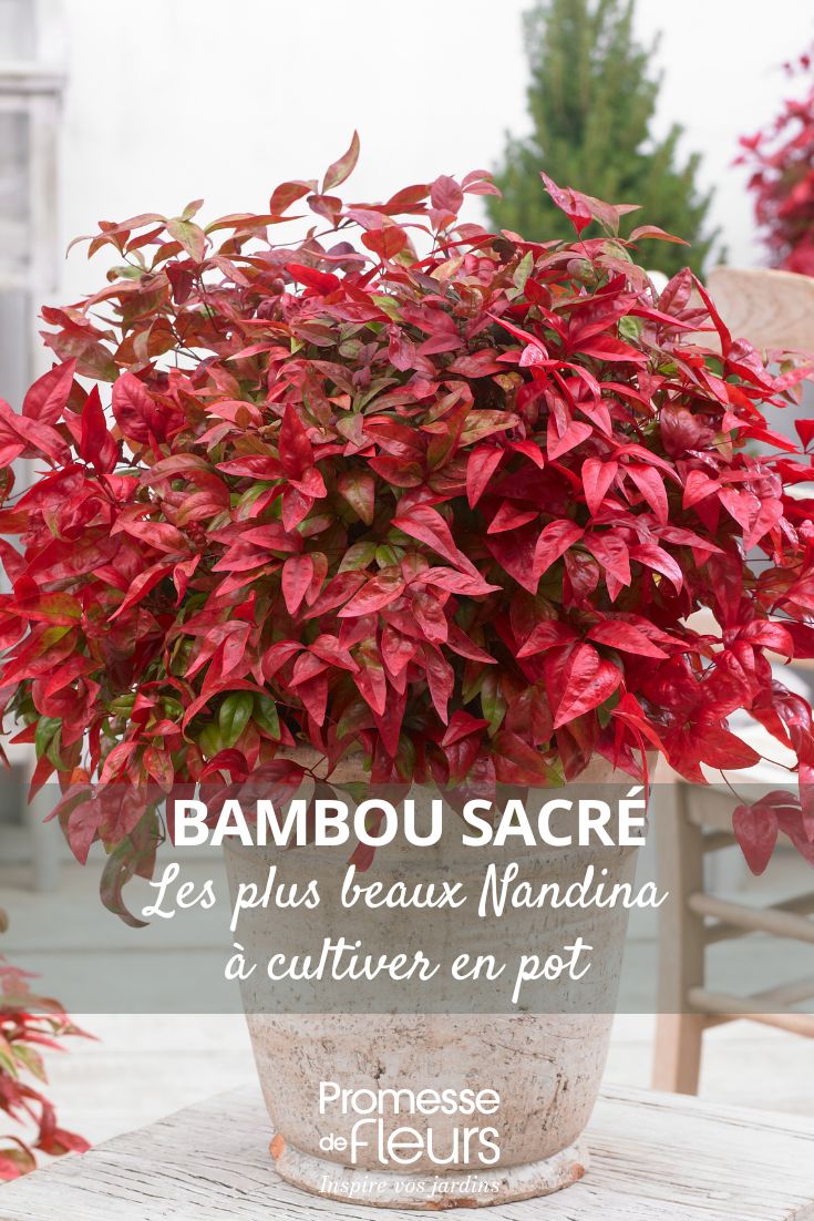 elegir un nandina para maceta