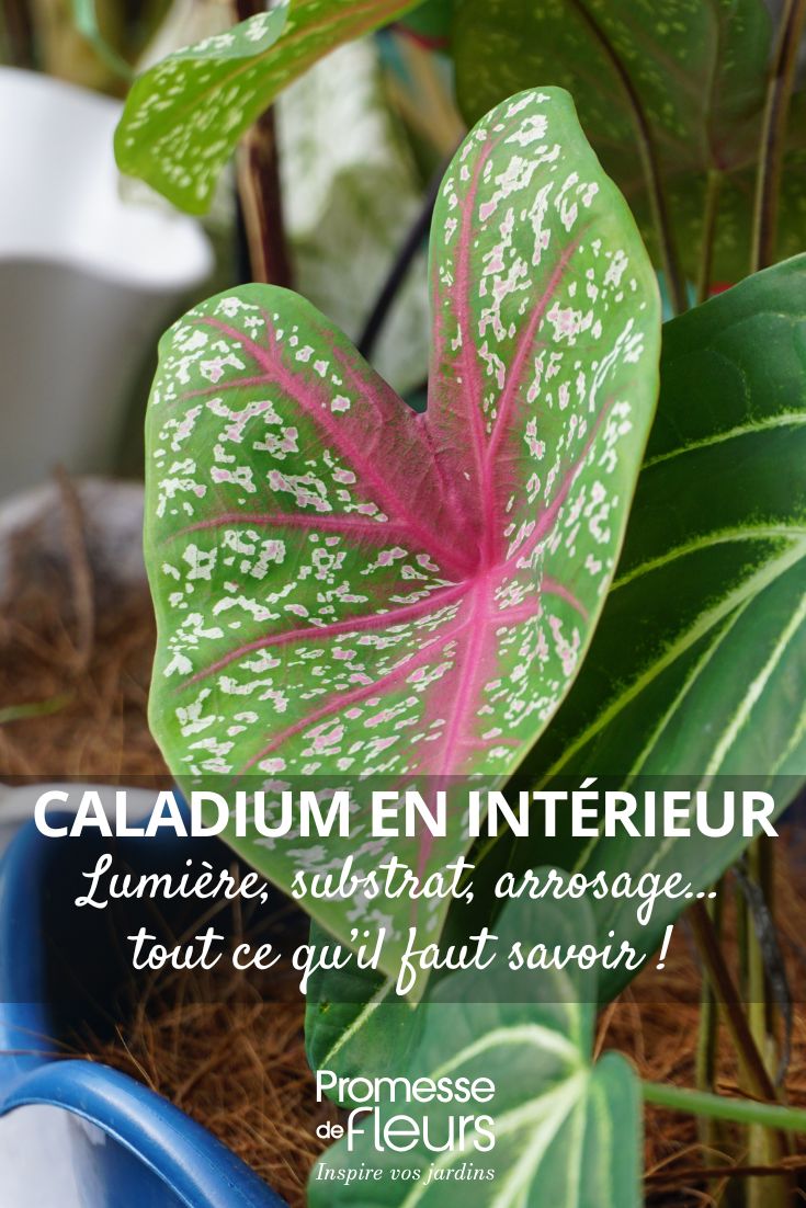 Caladio Bicolor