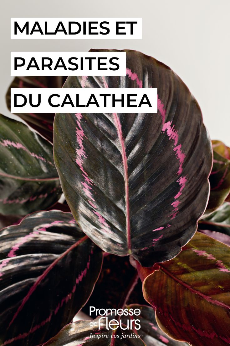 Calathea Enfermedades, problemas comunes y parásitos cuidar el CALATHEA