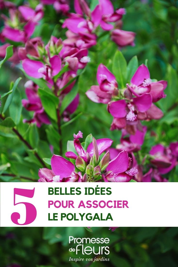 Cómo combinar el Polygala ideas de asociación del Polygala