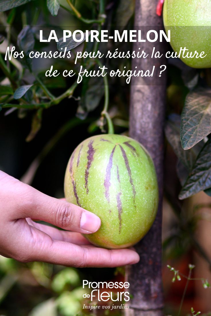 Cómo cultivar la pera melón, un fruto exótico original fruto del Solanum muricatum