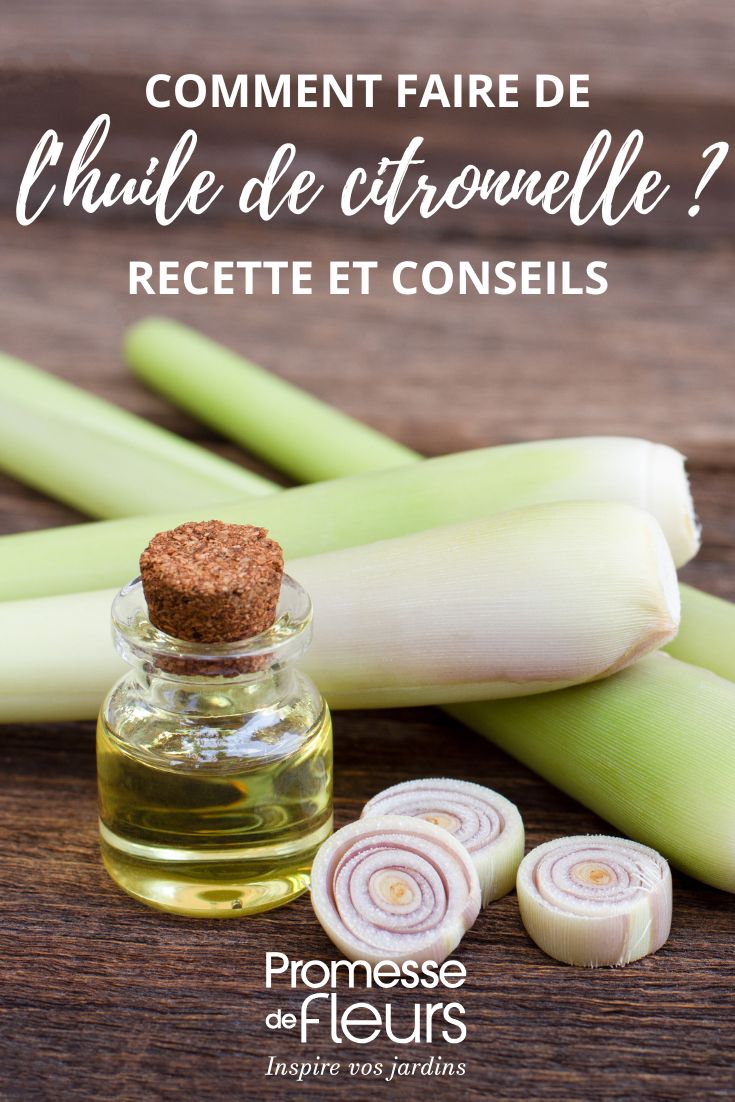receta del aceite de melisa