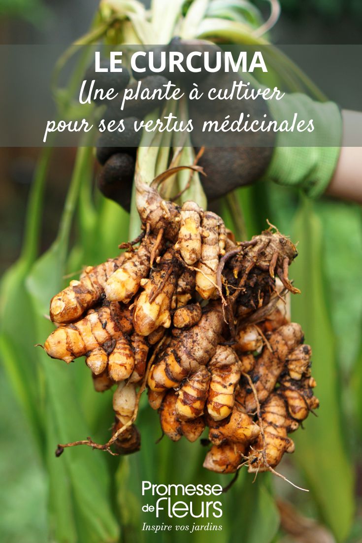 Cultivar la cúrcuma por sus beneficios para la salud cultivo y raíces de cúrcuma
