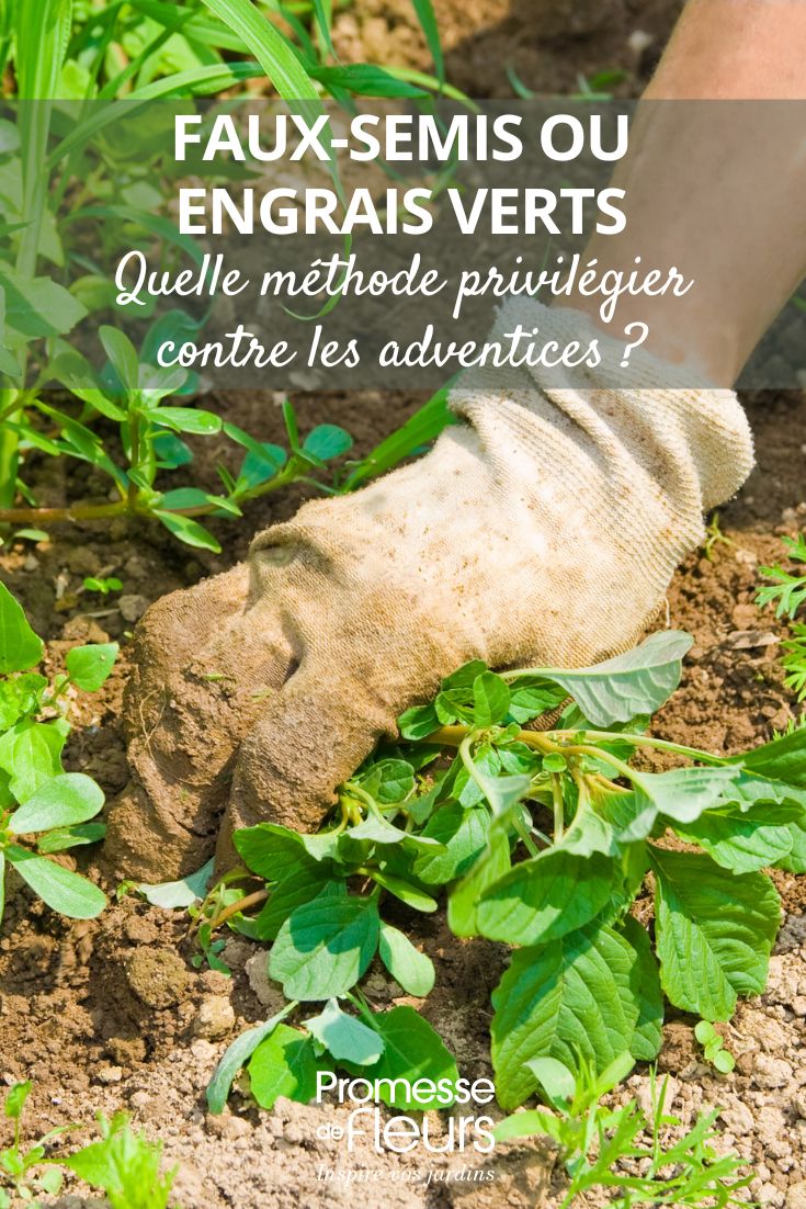 Falsa siembra o abono verde: ¿qué método elegir contra las malas hierbas? control de malas hierbas