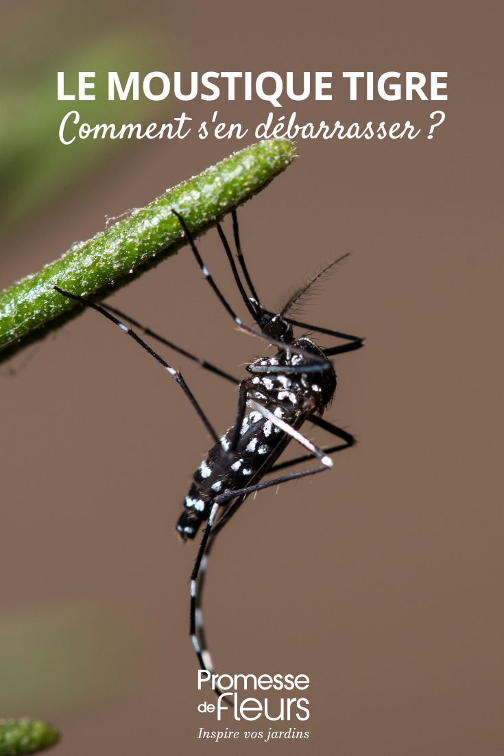 El mosquito tigre en el jardín: cómo deshacerse de él (1) El mosquito tigre