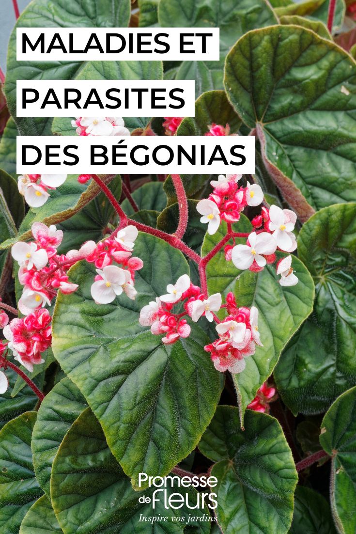 cuidar los begonias