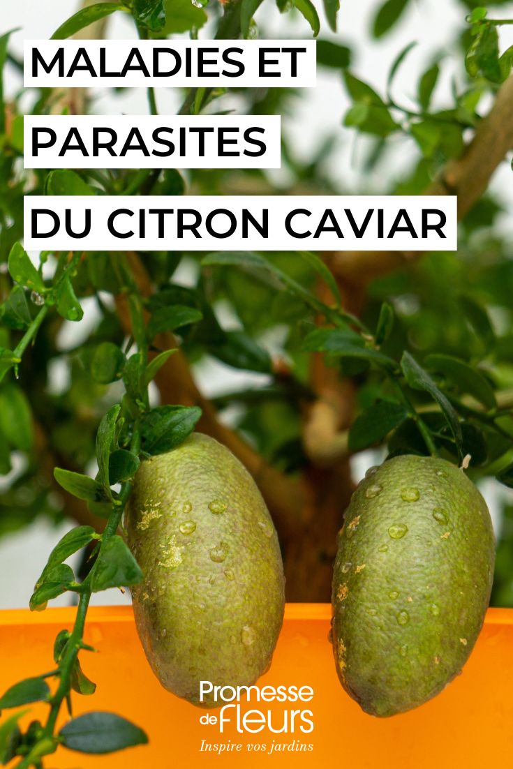 cuidar el caviar cítrico