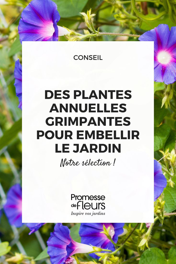 Las mejores trepadoras anuales para embellecer rápidamente tu jardín Ipomoea purpurea | Ipomea azules o Ipomaceae o Campanita morada púrpura