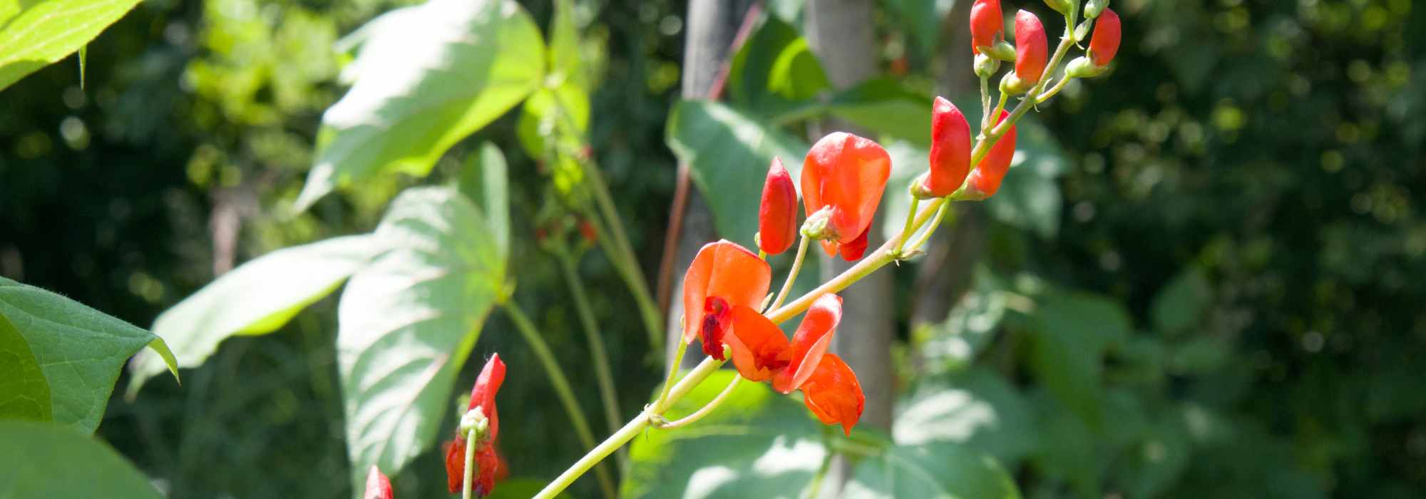 Las mejores plantas anuales trepadoras para embellecer rápidamente tu jardín