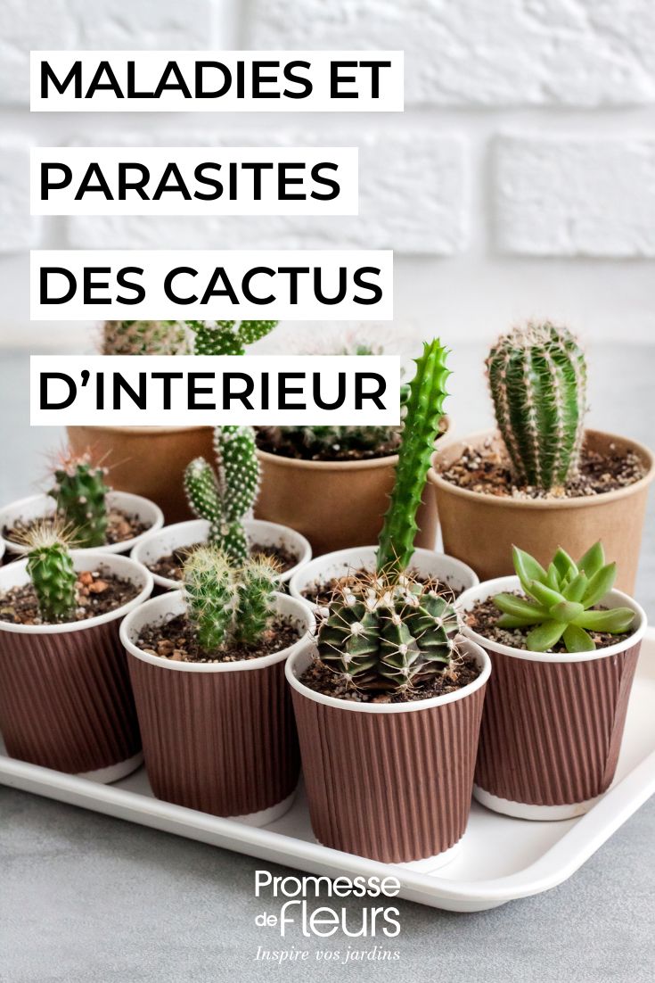 cuidar los cactus de interior