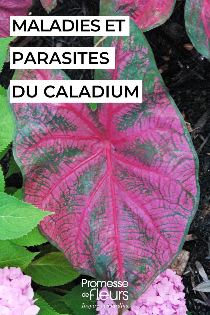 Enfermedades y parásitos del Caladium en interior: identifícalos y protege tu planta (1) cuidar el CALADIUM