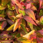 Nandina domestica: un valor seguro entre las plantas de follaje decorativo
