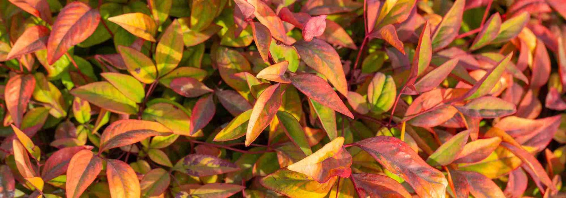 Nandina domestica: un valor seguro entre las plantas de follaje decorativo