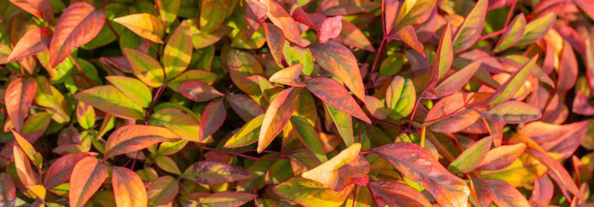 Nandina domestica: un valor seguro entre las plantas de follaje decorativo
