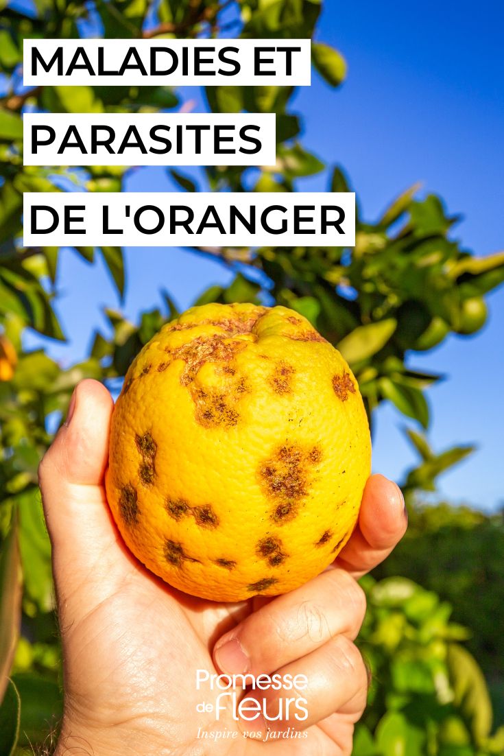 Naranjo: cómo identificar y tratar sus enfermedades y parásitos cuidar el naranjo