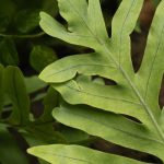 Phlebodium, Helecho azul: cultivo y cuidados