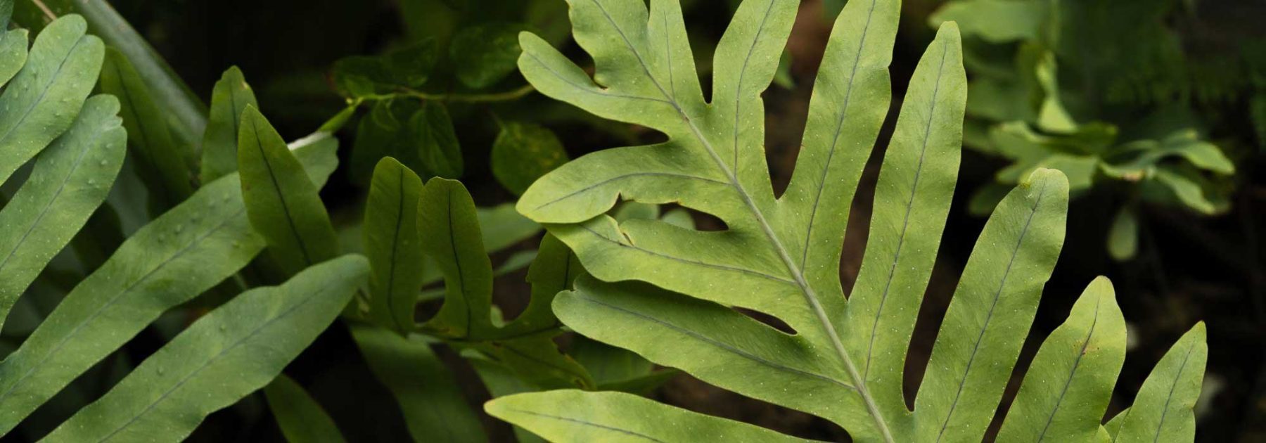 Phlebodium, Helecho azul: cultivo y cuidados